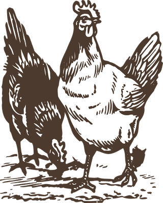 animalsdrawing-poultry-animals-vector-242662