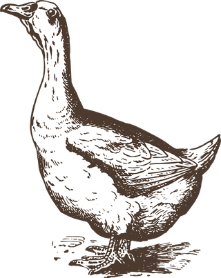 animalsdrawing-poultry-animals-vector-773152
