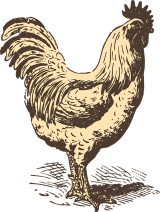 animalsdrawing-poultry-animals-vector-353638