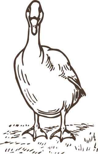 animalsdrawing-poultry-animals-vector-76751