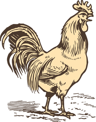 animalsdrawing-poultry-animals-vector-375166