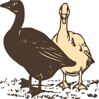 animalsdrawing-poultry-animals-vector-723656