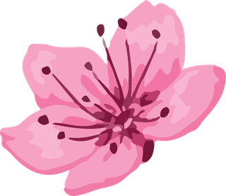 artobiect-drawing-flower-cherry-blossom-bontanical-vector-and-cover-262646