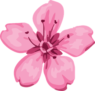 artobiect-drawing-flower-cherry-blossom-bontanical-watercolor-vector-and-cover-214035