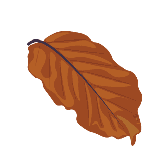 delicateautumn-leaf-illustration-perfect-for-nature-inspired-projects-347209