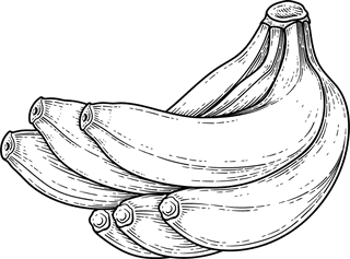 bananatree-fruit-blossom-hand-drawn-retro-illustration-447507
