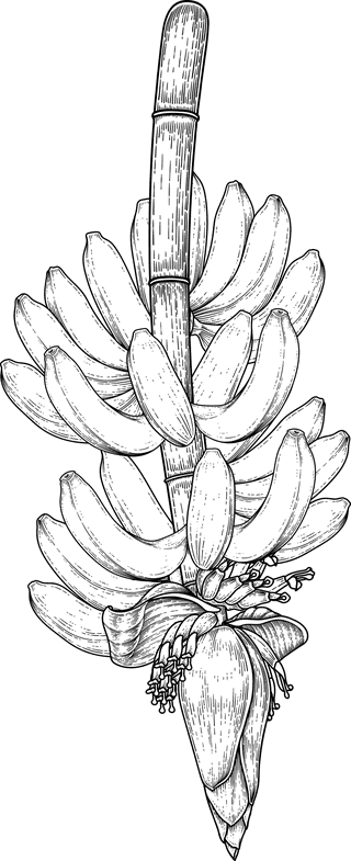 bananatree-fruit-blossom-hand-drawn-retro-illustration-167107