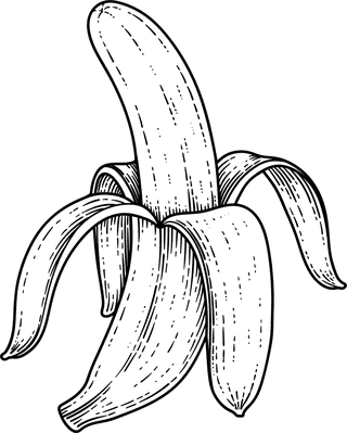 bananatree-fruit-blossom-hand-drawn-retro-illustration-65162