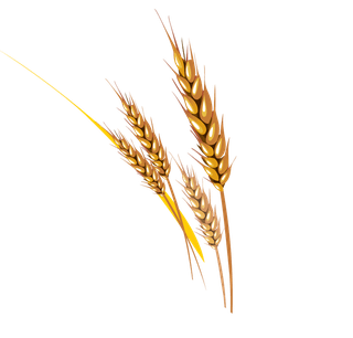 barleybaked-goods-vector-729444