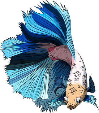 beautifulornamental-fish-ornamental-fish-icons-colorful-sketch-swimming-species-381670