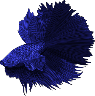 beautifulornamental-fish-ornamental-fish-icons-colorful-sketch-swimming-species-649611