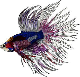 beautifulornamental-fish-ornamental-fish-icons-colorful-sketch-swimming-species-697302