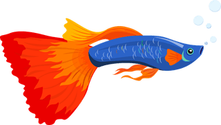beautifulornamental-fish-ornamental-fish-icons-colorful-species-design-576770