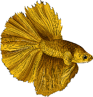 beautifulornamental-fish-ornamental-fish-icons-elegant-motley-design-726763