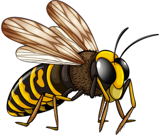 beereptile-insect-nature-57242