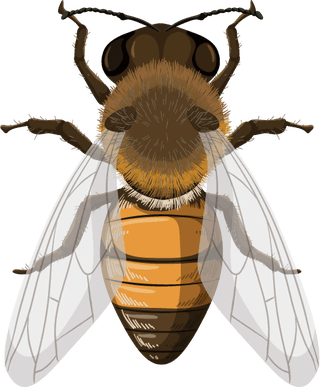 beeset-of-different-insects-on-black-background-illustration-283717