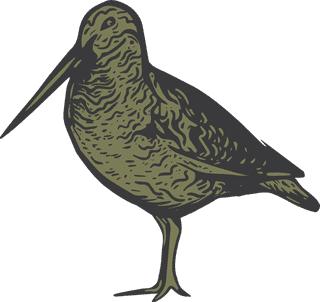 birdset-of-snipe-hand-drawing-vector-file-great-for-your-project-796564