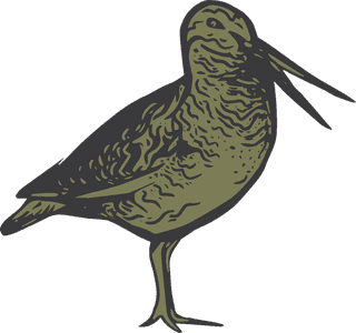 birdset-of-snipe-hand-drawing-vector-file-great-for-your-project-544442