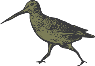 birdset-of-snipe-hand-drawing-vector-file-great-for-your-project-48228