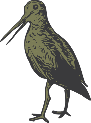 birdset-of-snipe-hand-drawing-vector-file-great-for-your-project-87083