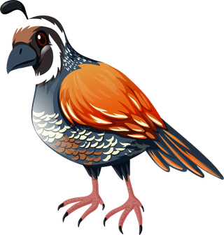 birdset-wild-animals-235916