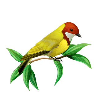 birdsbirds-species-icons-collection-classical-multicolored-perching-sketch-212858