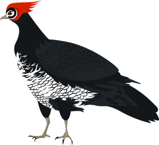 blackcockgalliformes-design-elements-turkey-peafowl-chicken-ostrich-sketch-130310