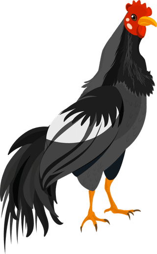 blackcockgalliformes-design-elements-turkey-peafowl-chicken-ostrich-sketch-219369
