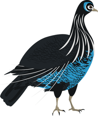 blackcockgalliformes-design-elements-turkey-peafowl-chicken-ostrich-sketch-823947