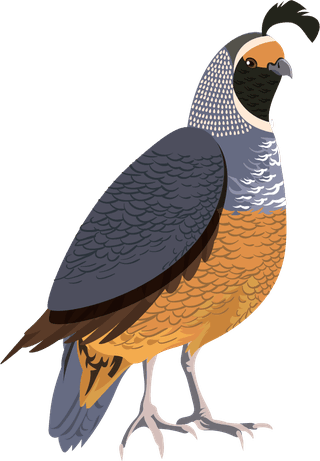 blackcockgalliformes-design-elements-turkey-peafowl-chicken-ostrich-sketch-677410