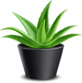 bonsaipot-set-with-hibiscus-succulents-ivy-hanging-pots-fan-palm-bamboo-stalks-vase-314890