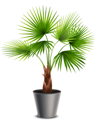 bonsaipot-set-with-hibiscus-succulents-ivy-hanging-pots-fan-palm-bamboo-stalks-vase-521071