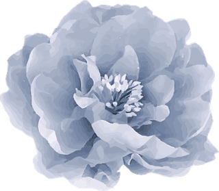 botanicalflowers-art-watercolor-pink-vector-cover-107517