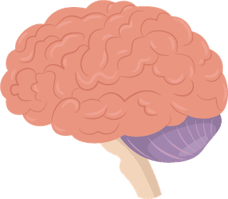 brainviscera-medicine-elements-organs-sketch-colored-design-370011
