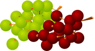 bunchof-grapes-fruit-of-grapes-vector-46226