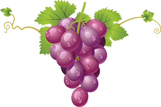 bunchof-grapes-fruits-vector-906982