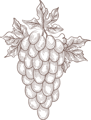 bunchof-grapes-hand-drawn-vineyard-sketch-doodle-wine-vector-elements-vineyard-427940