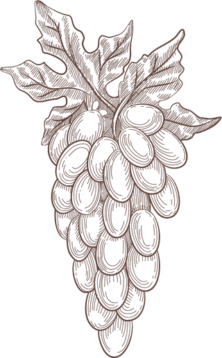 bunchof-grapes-hand-drawn-vineyard-sketch-doodle-wine-vector-elements-vineyard-975721