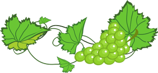 bunchof-grapes-realistic-grapes-and-wine-design-vector-82896
