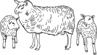 butchershop-blackboard-cut-of-beef-meat-set-116430
