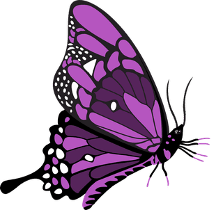 butterflybutterflies-icons-collection-colorful-modern-design-821454