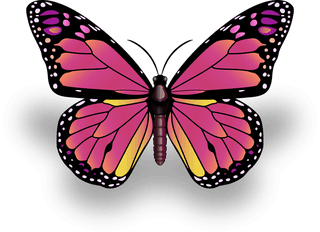 butterflyexcellent-collection-butterflies-335548