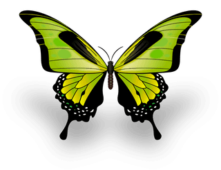butterflyexcellent-collection-butterflies-993828
