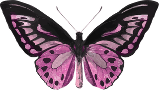 butterflypink-holographic-glittery-butterfly-design-element-set-vector-126765