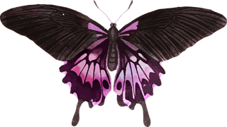 butterflypink-holographic-glittery-butterfly-design-element-set-vector-431302