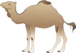 camelanimal-models-and-silhouette-vector-9789