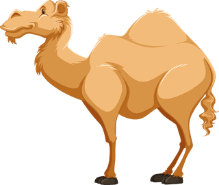 camelcamel-in-different-poses-illustration-68150