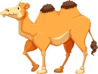 camelcamel-in-different-poses-illustration-255794