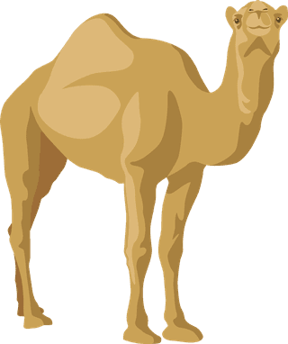 camelcamel-set-desert-caravan-cartoon-illustrations-321784