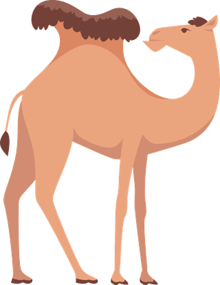 cameldesert-camels-animals-for-travelling-across-africa-or-egypt-316209
